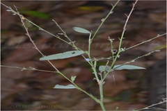 Desmodium benthamii